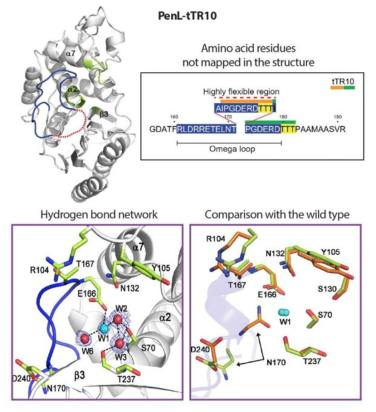 Mutant PenL (omega loop에 duplication을 갖고 있는 class A beta-lactamase)의 구조