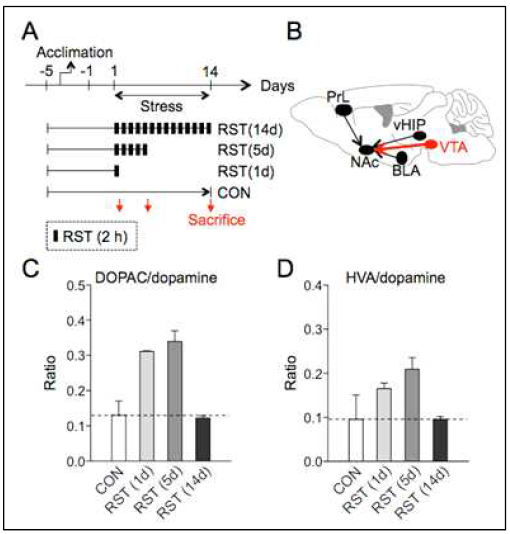 감금스트레스로 인한 NAc 내 dopamine 방출 변화 측정 (unpublished)