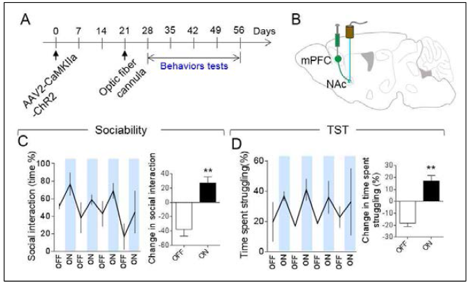 Optogenetics 기법을 이용한 mPFC-NAc 신경회로망의 우울 행동 조절 연관성 확인 (unpublished)