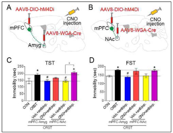 DREADD 기법을 이용한 mPFC-Amyg/NAc circuit activity 조절 및 우울 행동 변화 조사 (unpublished)