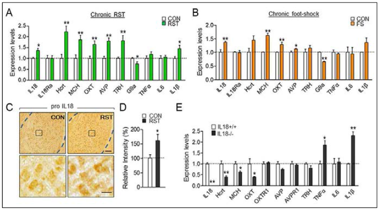 신체구금 스트레스 처치(RST)와 전기자극 스트레스(FS)로 인한 amygdala에서 neuropeptide 유전자군 발현 조사 및 L-18 KO 마우스의 amygdala에서 다른 neuropeptide 발현이 조절됨