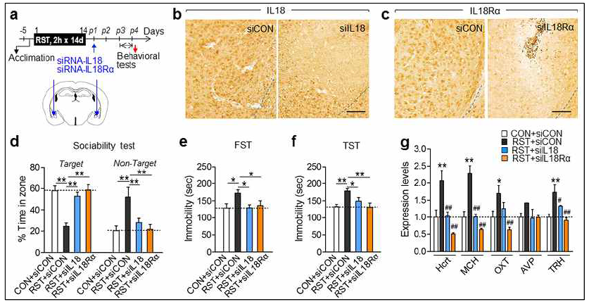 우울 모델 동물에 siRNA-IL-18 및 IL-18R를 미세주입으로 발현을 감소시켰을 때 항우울 행동을 보이고, 다른 neuropeptide 발현이 감소함