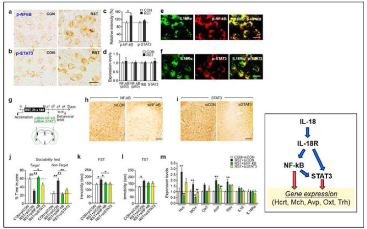 스트레스 처치로 인해 NF-kB 및 STAT3를 통한 IL-18R 신호전달이 활성화 되고, neuropeptide의 발현이 조절됨