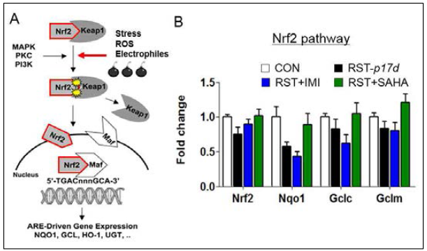 스트레스 및 약물 처치로 인한 해마에서 Nrf2와 하위 유전자들의 mRNA 발현 변화 조사 (unpublished)