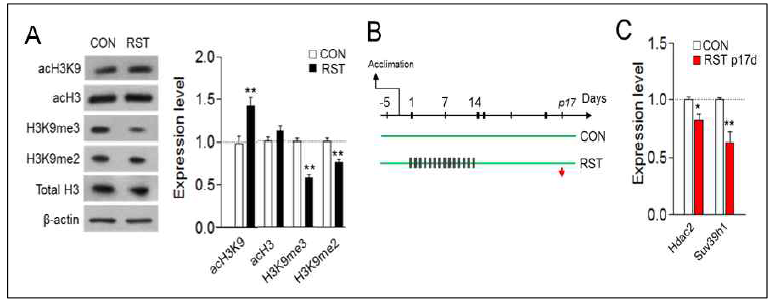 스트레스에 의한 histone modification 변화 및 Hdac2와 Suv39h1 발현의 장기 지속성 (unpublished)