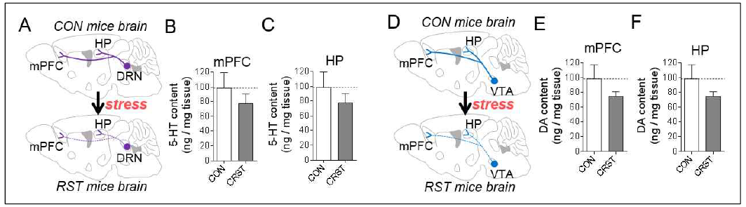 HPLC 분석법을 이용한 mPFC 및 HP 지역에서의 도파민(DA)과 세로토닌(5-HT) 방출 변화 측정 (unpublished)