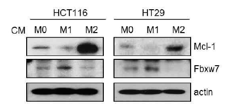 MCL-1 및 FBXW7 의 단백발현