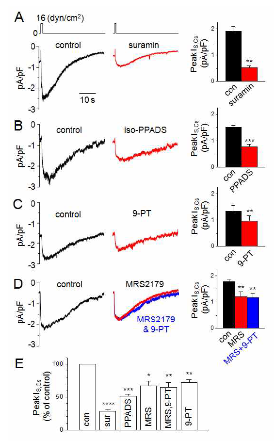 전단자극 시 활성화되는 내향전류에 대한 P2X 수용체, (P2Y1-)TRPM4 전류의 역할. (A와 B) 심방세포에서 전단자극에 의해 활성화되는 전류에 대한 P2(10 μM suramin; n = 4), P2X 억제제(iso-PPADS 30 μM; n = 6) 효과. (C와 D) TRPM4 채널 억제제 9-phenanthrol(9-PT, 10 μM, n = 6) 효과 및 이물질과 P2Y1 억제제 MRS2179(0.2 μM) 동시 처리(n = 5) 효과. (E) 약물효과 요약. *P < 0.05, **P < 0.01, ***P < 0.001, ****P < 0.001 vs. control