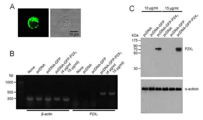 P2X 수용체를 과발현하는 리포터 세포(HEK293 세포) 제작 및 검증. 흰쥐 P2X7 cDNA 클론 (Origine, pCMV6-entry vector)를 AcGFP가 삽입되어 있는 pcDNA3.1/Zeo vector에 재조 합하여 삽입한 후 HEK293 세포에 6 시간 transfection(4, 15 ug/ml; DNA:lipofectamine=1:1) 후 이틀 뒤 실험 신행. (A) 발현 후 GFP 관찰 (B) PCR 로 과발현된 P2X7 수용체 mRNA 관찰. (C) Western blot으로 transfection 양에 따른 P2X7 수용체 단백 발현 증가 관찰