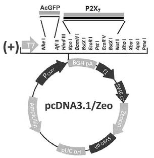 pcDNA3.1/GFP 벡터에 P2X7를 cloning한 과발현 벡터 예상 모식도