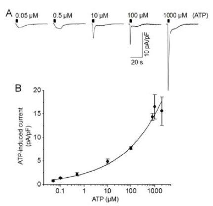 P2X7 과발현 HEK 세포에서 ATP 의존성 전류 기록. (A) -70 mV에서 ATP 로 유도된 내향 전류. (B) 전류의 최대치와 ATP 농도 관계 곡선(Hill eq. fit, EC50=3.3±2.1 μM; n=32)