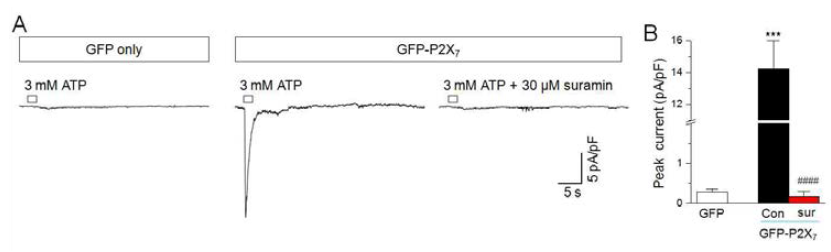 P2X7 수용체 과발현 HEK 세포에서 P2X 전류 검증. P2 억제제 (suramin, sur)로 전류가 억제됨(n=7). GFP 만 발현되는 세포(n=15)에서 ATP 효과는 미미함. -70 mV