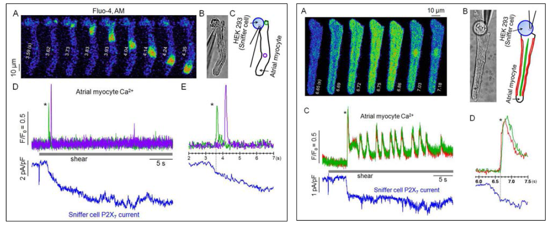 전단자극 시 심방근세포 ATP 분비 후 Ca2+ 웨이브가 발생됨. (A) 전단자극으로 유발된 길이방향 Ca2+ 웨이브(좌) 및 횡방향 빠른 웨이브(우). (B) 기록된 세포에서 촬영한 리포터 패치 피펫 및 심방근세포 모습. 그림 (좌)에서는 길이방향 Ca2+ 신호 측정(D)을 위해 웨이브 시작지역 및 중반이상 진행 지점에서 ROI 지정함(C). 동시에 측정된 전류(Blue trace)는 HEK293 세포 P2X7 전류임(그림 (좌)D, 그림 (우)C). 그림 (우)에서는 횡방향의 세포 웨이브 발생을 잘 보여주기 위해, 세포 주변부(red) 및 중심부(green)에서 Ca2+을 측정함(C upper, B right). 그림 (좌)E, 그림 (우)D: 웨이브 발생 시기에 확대한 Ca2+ 및 전류 신호
