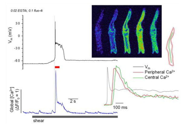 전단 자극에 의한 활동전위(Vm) 유발과 잇달아 일어나는 횡방향 Ca2+ 웨이브(이미지). 붉은색 및 초록색 세포영역(이미지 오른편)은 주변부 (peripheral) 및 중심부(central) Ca2+ 측정에 사용된 ROI. 푸른색 trace위에 표시된 붉은 막대 기간동안 측정된 국부 Ca2+ 및 막전위(inset). 정상 Tyrode 용액을 사용하였고 whole cell patch clamp를 0.02 mM EGTA, 0.1 mM fluo-4가 포함된 세포 내액을 사용함