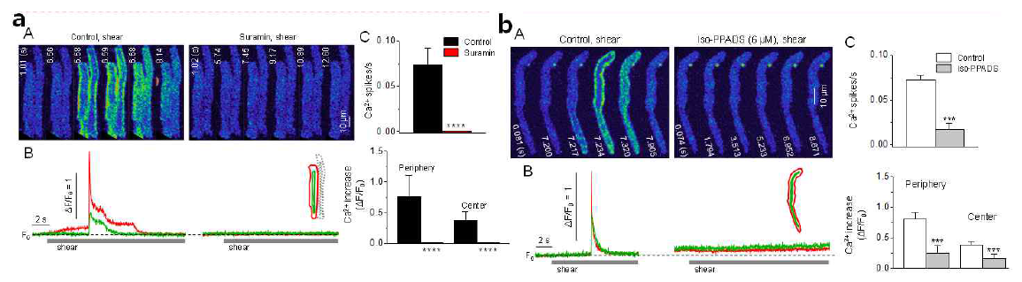 전단자극에 의한 횡방향 Ca2+ 웨이브는 P2X 수용체 활성에 의함. a: 전단자극 시 발생되는 횡방향 웨이브 (control)와 이에 대한 suramin(10 uM)의 억제 효과. 주변부 및 중심부 Ca2+ 신호를 (B)에 나타냄. (C)는 각 조건에서 발생되는 웨이브 평균 발생 빈도(spikes/s) 및 국부 Ca2+ 증가량. b: 전단자극에 의해 발생되는 횡방향 웨이브에 대한 iso-PPADS의 억제 효과. ****P<0.0001, ***P<0.001 vs. control
