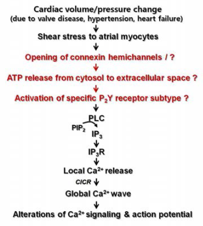 본 연구에서 밝히고자 하는 심방 전단자극 신호전달 가설. 붉은색으로 표시한 내용은 본 연구과제에서 해결하고자 하는 주 의문점임