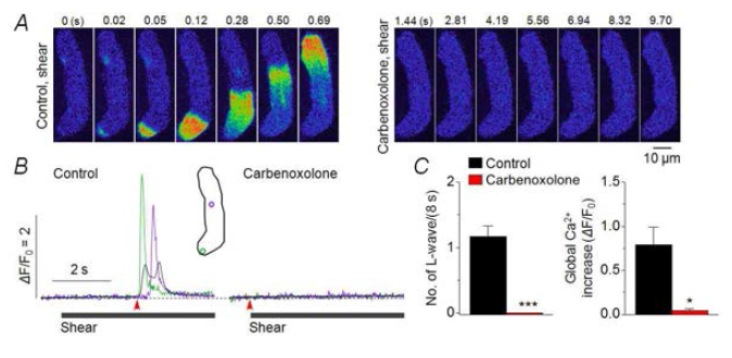 간극접합 해미채널 억제에 의한 전단자극 유발 L-웨이브의 억제. A. 전단자극처리 시 길이방향 웨이브 발달. 우측: carbenoxolone 처리 후 전단자극 시 기록된 영상. B. 약물 처리 전과 후에 전단자극 처리 시 기록된 국부 Ca2+ trace 및 세포 전체 Ca2+ trace(검은색). 화살표는 Ca2+ 증가 onset, 영상에서 0 s와 일치. Inset: ROI. C. 8초 자극 시 웨이브 발생횟수(좌). Ca2+ trace의 peak 값 비교. n=6. *P < 0.05, ***P < 0.001 vs. control(paired t test)
