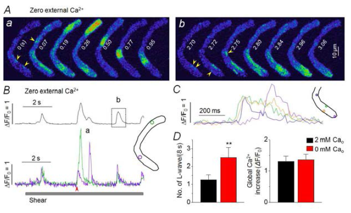 세포 외액 Ca2+ 제거 시 전단자극 유발 L-웨이브 발생의 항진. A. 세포 외 Ca2+ 제거 후, 전단자극(shear) 처리시 발달되는 웨이브. 좌측: 패널 B, a 시점에 기록. 우측: b 시점에 기록된 것임. B. 세포 외 Ca2+ 제거 시 전단자극 처리에 의해 나타난 세포 전체 Ca2+ 증가 신호(위) 및 국부 Ca2+ 신호(아래). 화살표는 Ca2+ 증가 onset: 영상에서 0 s. Inset: ROI. D, 평균 웨이브 발생 빈도: 세포 외 2 mM(n=64), 0 mM(n=6) Ca2+. 세포 전체 Ca2+ trace의 peak 값 비교(우). **P<0.001 vs. “2 mM Cao”. (unpaired t test)