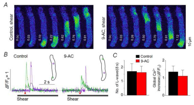 Cl- 채널 억제는 전단자극-유발 L-웨이브 발생을 억제하지 않음. A. 전단자극(shear) 처리 시 웨이브. 우측: 9-AC 처리 후 전단자극 시 기록된 영상. B. 약물 처리 전과 후에 전단자극 처리 시 기록된 국부 Ca2+ trace(초록, 보라) 및 세포 전체 Ca2+ trace(검은색). Inset: ROI. 화살표는 Ca2+ 증가 onset을 나타내며 영상에서 0 s와 일치. C. 8초 동안의 자극 처리 시 발생된 웨이브 발생 횟수를 약물 처리 전과 후에 비교한 그래프(좌). 세포 전체 Ca2+ trace의 peak 값 비교. (P>0.05, paired t test, n=4)