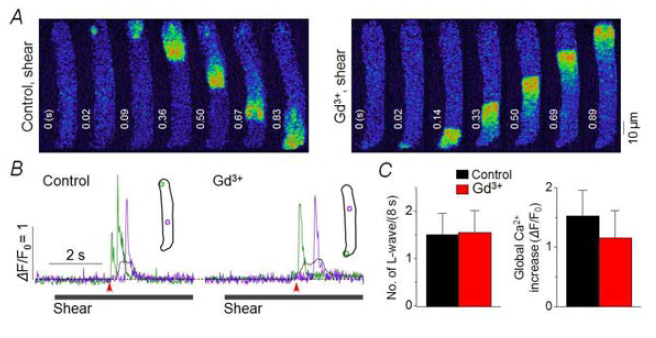 Maxi 음이온 채널은 전단자극 유발 L-웨이브 발생에 관여하지 않음. A. 전단자극(“shear”) 처리 시 길이방향으로 발달되는 웨이브. 우측: 50 uM Gd3+ 처리(5분) 후 전단자극 시 기록된 영상. B. 약물 처리 전과 후에 전단자극 처리 시 기록된 국부 Ca2+ trace 및 세포 전체 Ca2+ trace(검은색). 화살표는 Ca2+ 증가 onset. Inset: ROI. C. 8초 동안의 자극 처리 시 발생된 웨이브 발생 횟수를 약물 처리 전과 후에 비교한 그래프 (좌). 세포 전체 Ca2+ trace의 peak 값 비교. P>0.05, paired t test, n=5