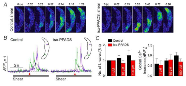 P2X 퓨린 수용체는 전단자극시 L-웨이브 유발에 기여하지 않음. A. 10 μM iso-PPADS 처리 전과 후 전단 자극 시 발생된 길이방향 웨이브. B. 각각 기록된 국부 Ca2+ trace 및 세포 전체 Ca2+ trace(검은색). 화살표는 Ca2+ 증가 onset. Inset: ROI. C. 8초 동안의 자극 처리 시 발생된 웨이브 발생 횟수를 약물 처리 전과 후에 비교한 그래프 (좌). 세포 전체 Ca2+ trace의 peak 값 비교(1 μM, n=4; 10 μM, n=7, 100 μ M; P>0.05, paired t test, n=4)