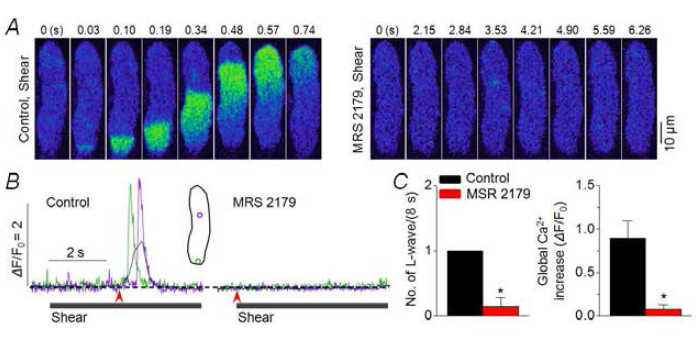 전단 자극 시 심방세포 길이 방향 Ca2+ 웨이브가 P2Y1 퓨린 수용체를 매개로 발생됨. A. 200 nM MRS 2179 처리전과 후에 전단자극 시 발생된 웨이브. B. 각각 기록된 국부 Ca2+ trace(초록, 보라) 및 세포 전체 Ca2+ trace(검은색). 화살표는 Ca2+ 증가 onset을 나타내며 영상에서 0 s와 일치. Inset: ROI. C. 8초 동안의 자극 처리 시 발생된 웨이브 발생 횟수를 약물 처리 전과 후에 비교한 그래프(좌). 세포 전체 Ca2+ trace의 peak 값 비교. *P<0.05, paired t test, n=8