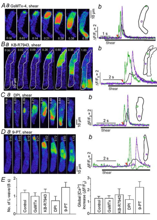 전단자극에 의해 발생되는 심방근세포 길이방향 세포 Ca2+ 웨이브에 대한 SAC(A), NCX(B), Nox(C), TRPM4(D)의 역할고찰. a: 공촛점 영상으로 각 단백질 억제제 처리 후 관찰된 길이방향 Ca2+ 웨이브를 보여줌. b: 웨이브 발생지점 및 진행 지점에서 측정된 Ca2+ 신호 변화. inset은 ROI. 화살표는 이미지의 0 s 와 일치. E: 물질들에 의한 효과를 전단자극에 의해 유도된 웨이브의 평균 발생 빈도에 대하여 비교 정리한 그래프. Control: n=64; GsMTx-4: n=7; KB-R7943: n=6; DPI: n=5; 9-PT: n=7