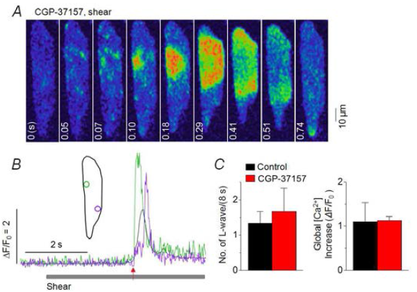 미토콘드리아 Na+-Ca2+ 교환체는 전단자극 유발 L-웨이브 발생에 관여하지 않음. A. 1 uM CGP-37157 처리(1 분) 후 전단자극 시 기록된 영상. B. 약물 처리 후에 전단자극 처리 시 기록된 국부 Ca2+ trace(초록, 보라) 및 세포 전체 Ca2+ trace(검은색). Inset: ROI. 화살표는 Ca2+ 증가 onset을 나타내며 영상에서 0 s와 일치. C. 8초 동안의 자극 처리 시 발생된 웨이브 발생 횟수를 약물 처리 전과 후에 비교한 그래프(좌). 세포 전체 Ca2+ trace의 peak 값 비교. P>0.05, paired t test, n=6