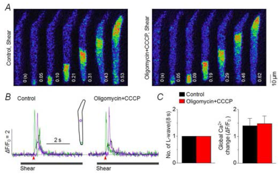 미토콘드리아 기능은 전단자극 유발 L- 웨이브 발생에 관여하지 않음. A. 좌측 공촛점 Ca2+ 영상은 전단자극(shear) 처리 시 길이방향으로 발달되는 웨이브를 나타냄. 우측: 1 μM CCCP(미토콘드리아 uncoupler)+1 μg/ml oligomycin(F1/Fo ATP synthase 억제제) 처리(5-6분) 후, 전단자극 시 기록된 영상. B. 약물 처리 전과 후에 전단자극 처리 시 기록된 국부 Ca2+ trace(초록, 보라) 및 세포 전체 Ca2+ trace(검은색). 화살표는 Ca2+ 증가 onset을 나타내며 영상에서 0 s와 일치. Inset: ROI. C. 8초 동안의 자극 처리 시 발생된 웨이브 발생 횟수를 약물 처리 전과 후에 비교한 그래프(좌). 세포 전체 Ca2+ trace의 peak 값 비교. P>0.05, paired t test, n=4