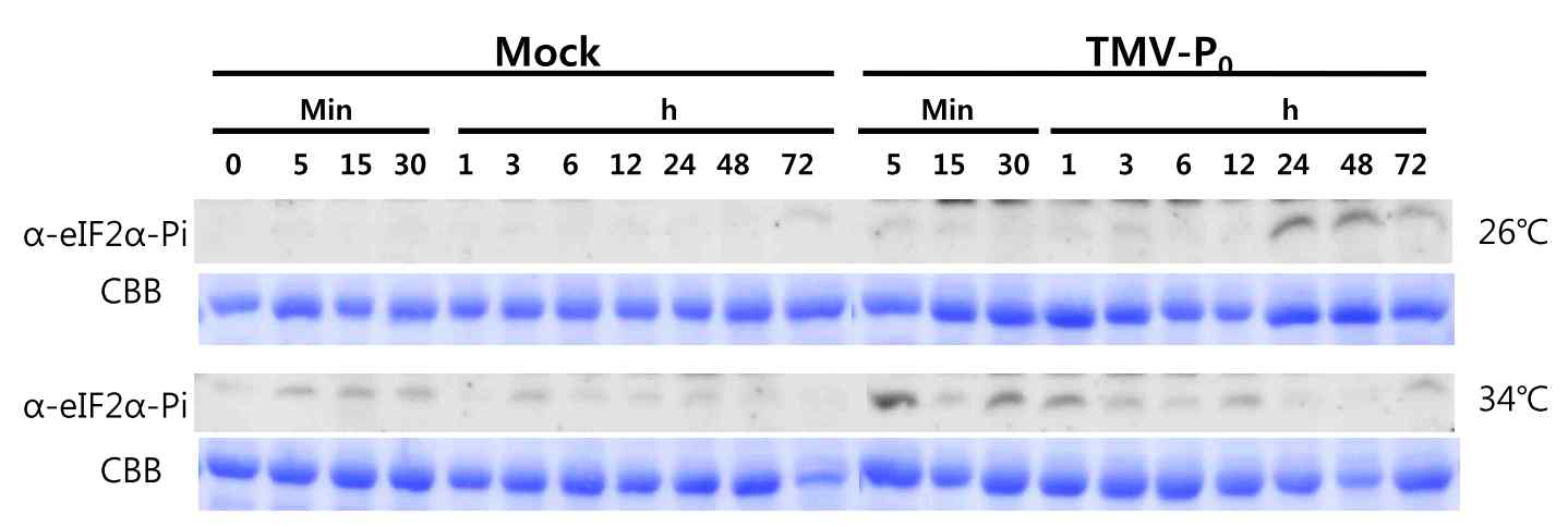 외기고온에서 억제되는 바이러스 유도 전체 단백질의 번역 억제 현상 관찰. 바이러스를 처리하고 24시간 후 나타나는 eIF2-alpha의 인산화가 외기고온에서는 억제 되는 현상을 관찰하였다