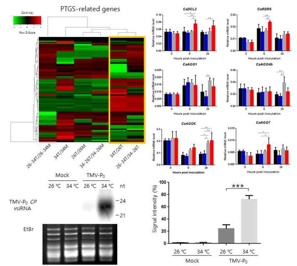 외기고온에서 PTGS가 바이러스 저항성에 주는 영향 분석. PTGS가 외기고온에서 활성화 되는지 알아보기 위해 먼저 전사체에서 PTGS 관련 유전자의 발현이 어떻게 변화 하는지 조사했다. 또한 이를 재확인하기 위해 qRT-PCR을 수행했다. 또한 활성화된 PTGS 관련 유전자의 증가가 TMV-P0에 대항할 수 있는 vsiRNA를 많이 생성하는지 northern blot을 실시하였다
