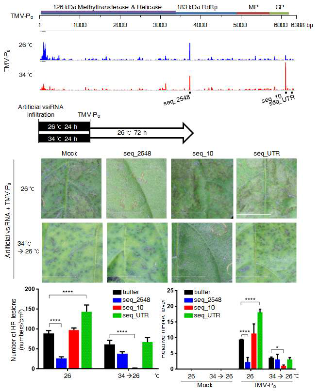 외기고온에서 특이적으로 생성된 vsiRNA를 외기고온조건에서 전 처리하면 바이러스에 대한 저항성 부여. TMV-P0를 처리하고 26℃와 34℃에서 얻은 시료로 sRNA sequecing 분석을 한 결과 바이러스를 표적으로 하는 vsiRNA가 생성되었음을 확인할 수 있었다. 외기고온에서 더 많이 생성되는 특이적 vsiRNA가 존재함을 확인했다. seq_2548은 26℃에서 전처리 하였을 때 바이러스에 대한 저항성이 강화됨을 볼 수 있고 seq_10은 34℃에서 전처리 하였을 때 바이러스에 대한 저항성이 증가함을 볼 수 있다. 인공적으로 합성한 ssRNA를 전처리 할 경우 HR의 감소와 바이러스 양의 (P50) 감소가 둘 다 일어남을 보여주고 있다