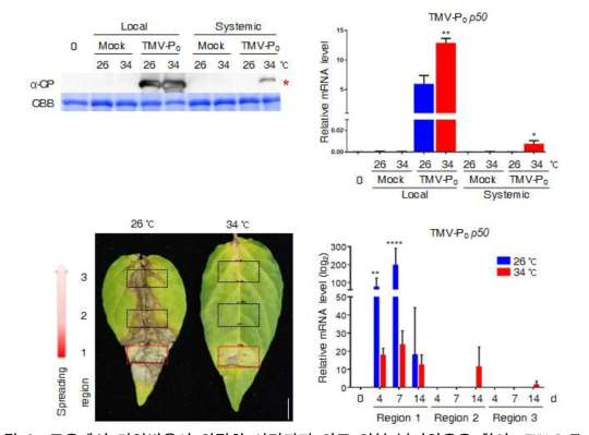 고온에서 면역반응이 완전히 사라지지 않고 일부 남아있음을 확인. TMV-P0를 처리하고 34℃ 에서 72 시간 경과하면 바이러스가 상위 잎으로 이동하게 되고, 바이러스를 처리하지 않은 지역에서 관찰된다. 이 결과는 예상된 결과이나 면역이 억제된 외기고온에서 상위 잎으로 이동하는 바이러스가 약 57% 빈도로 관찰되고, 고농도의 바이러스가 처리된 지역의 바이러스 양이 기하급수적으로 증가하지 않았다