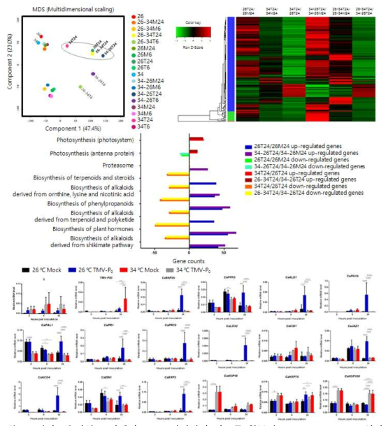 외기고온변화 조건에서 TMV-P0처리하여 시료를 확보하고 RNA sequencing 실시. 고추에 TMV-P0를 처리하고 다양한 온도 조건에서 시료를 얻어 전사체의 염기서열을 분석했다. RNA sequencing 자료를 MDS와 heatmap 도구로 분석하여 전체적인 경향성을 파악했고, KEGG pathway 도구를 사용하여 어떤 유전자 군이 유의미하게 영향을 주고받는지 조사했다. (26 = 26℃, 34 = 34℃, M = mock, T = TMV-P0, 6 = 6 시간, 24 = 24 시간, 26-34 = 26℃에서 34℃로 온도이동, 34-26 = 34℃에서 26℃로 온도이동). RNA sequencing 결과를 평가하고 확인하며, 특정 유전자 군의 움직임을 확인하기 위해 qRT-PCR을 수행하였다