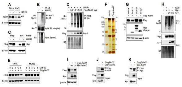 Identification of Trim13 for Nur77 ubiquitination and degradation