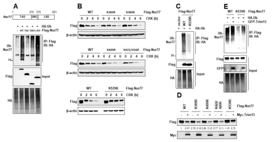 K539 is critical residue for Trim13-mediated Nur77 ubiquitination