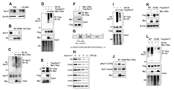 S154 is phosphorylation site of Nur77 by CK2a