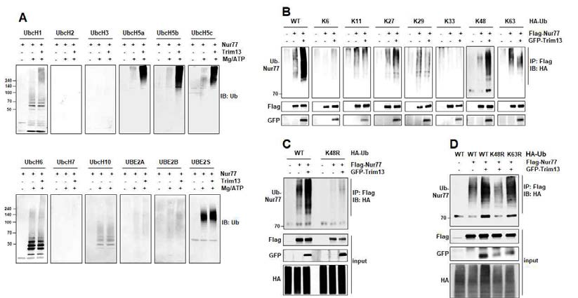 Identification of E2 enzyme and chain specificity for Trim13-mediated Nur77 ubiquitination