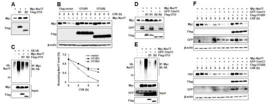 Identification of Trim13 partner deubiquitinase for Nur77 stability