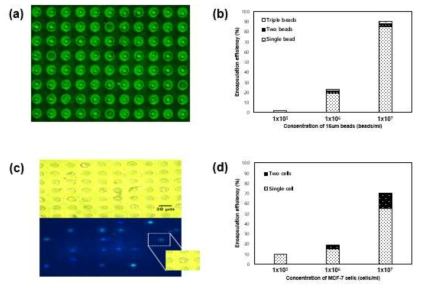 실제 micro bead와 Cancer cell line(MCF-7 cells)을 이용한 encapsulation efficiency 측정