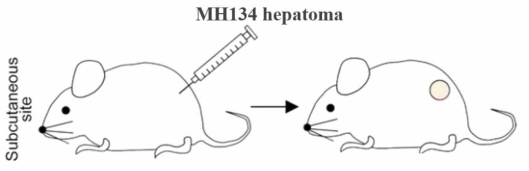 Xenograft liver cancer mouse model 구축