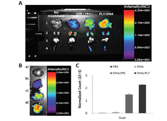 PLT/DNA의 biodistribution assay 평가
