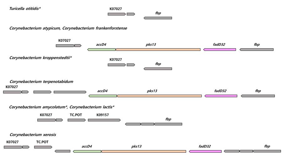 Corynebacterium, Turicella에 속하는 종들의 mycolic acid biosynthesis operon과 그 주변 유전자의 synteny. Turicella otitidis와 다른 mycolic acid 결실 종들 간에 유전자 배열 차이를 나타내었다