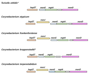 Corynebacterium, Turicella에 속하는 종들의 menaquinone biosynthesis gene cluster 와 그 주변 유전자의 synteny. Turicella otitidis와 다른 종들 간에 유전자 배열 차이를 나타내었다