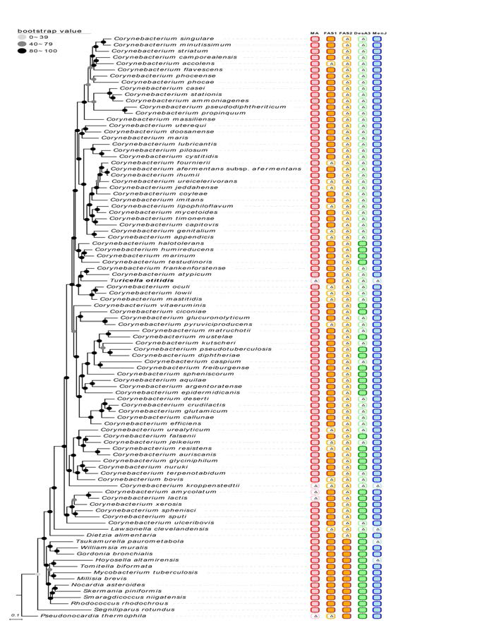 UBCG software로 재구성한 Corynebacterium, Turicella 분류군의 계통분석도. 색이 칠해진 사각형은 유전체가 해당 유전자를 가지고 있음을, 삼각형 표시는 해당 유전자가 없음을 뜻한다