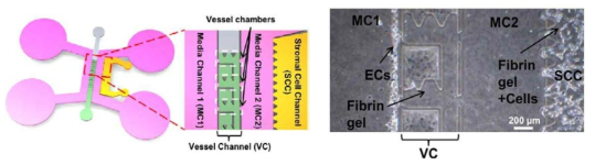 미세유체소자 모식도 및 소자내부의 세포주입 기반 공배양시스템