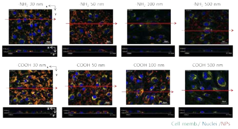 나노입자의 표면 및 크기에 따른 혈관내피세포의 투과경향 공초점 이미징