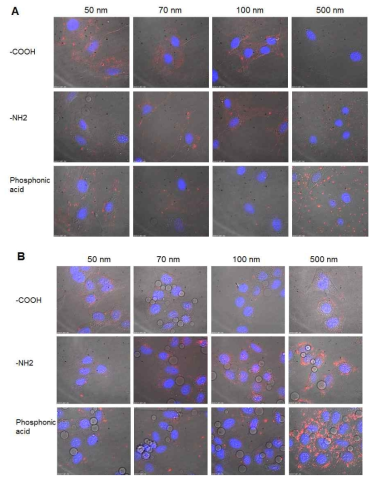 기능성 나노컴포지트의 세포투과성 비교분석 (A ; bEND3 endothelial cell, B ; HeLa cell)