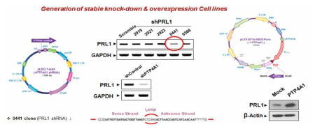 PRL1 발현제어 시스템 구축 및 세포주 제작