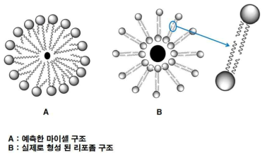 생성된 혈관투과성 측정용 하이브리드 리포좀